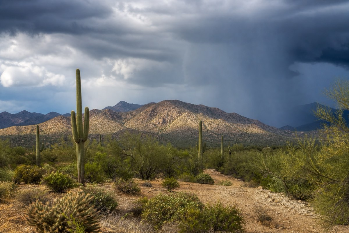 Monsoon storm cell dropping a gray rain shaft over the McDowell Mountains with sunlit creosote flat in front