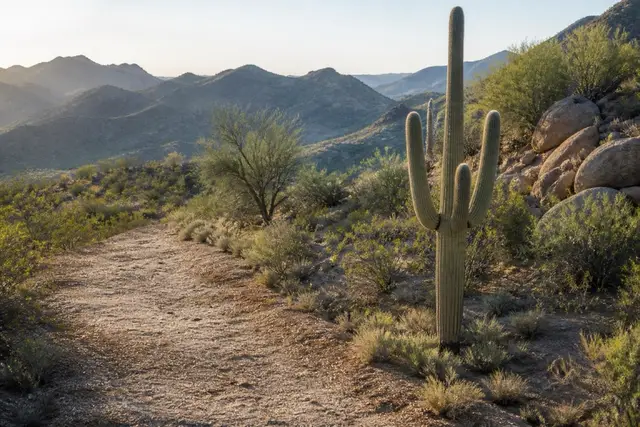 Dense stand of saguaros on a palo verde hillside in golden evening light with granite boulders between